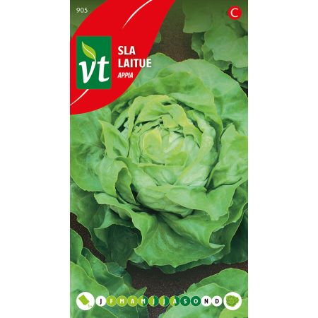 Appia Lettuce (Lettuce) - Sla Appia