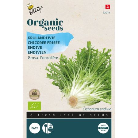 Curly Endive (Frisée) - Buzzy Organic Krulandijvie Grosse Pancalière  (BIO)