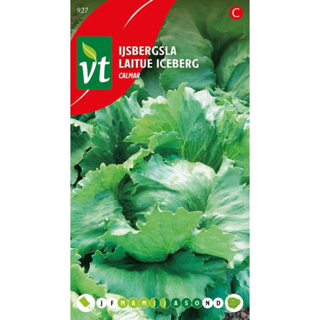 Iceberg Lettuce - Sla Ijbergsla Calmar