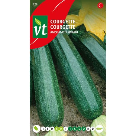 Black Beauty Zucchini - Courgette Black beauty