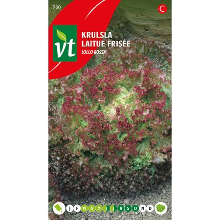 Lollo Rossa Lettuce (Red Leaf Lettuce) - Sla Krulsla Lollo Rossa