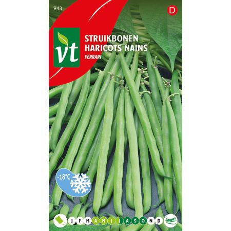 Ferrari Bush Bean (Common Bean) - Boon Struikboon Ferrari