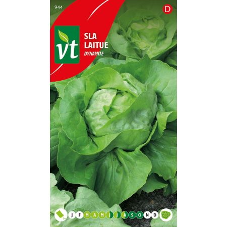 Dynamite Lettuce (Lettuce 'Dynamite') - Sla Dynamite