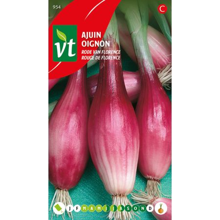 Florence Red Onion