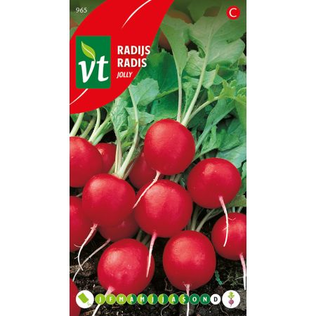 Radish (Cultivar 'Jolly') - Radijs Jolly