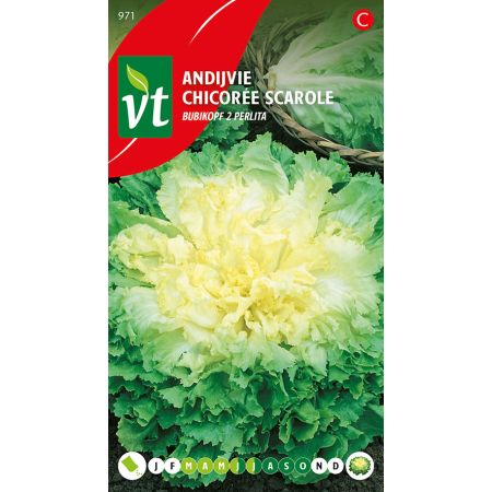 Endive (Escarole) - Andijvie Perlita