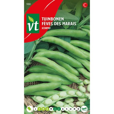 Broad Bean (Fava Bean) - Cultivar 'Scorpio' - Bonen Tuinbonen Scorpio