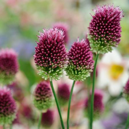1 x Drumstick alliums