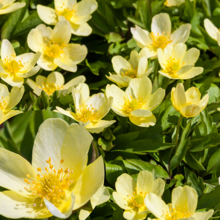 Leipzig anemone