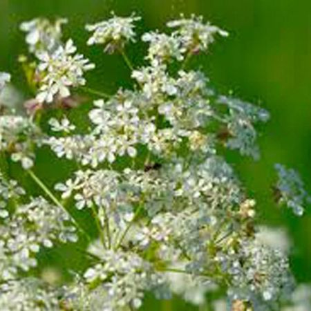 Cow parsley