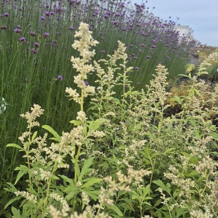 White mugwort 'Elfenbein'
