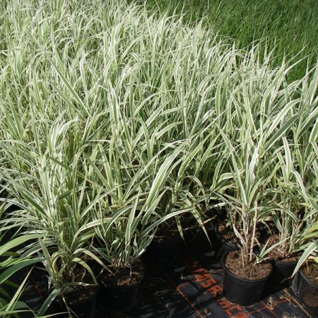 Giant reed 'Variegata'