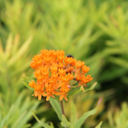 Butterfly weed 'Orange'