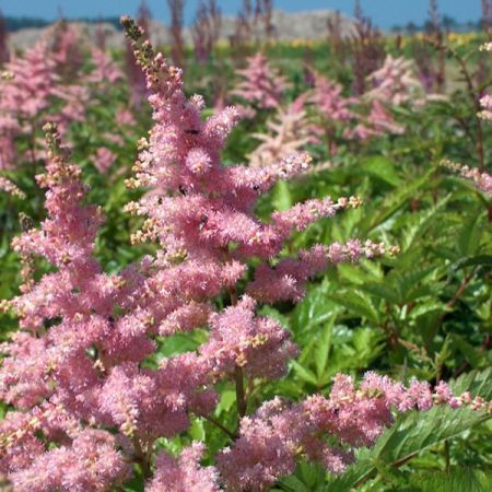 Astilbe 'Bressingham Beauty'