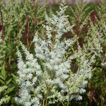 Astilbe 'Diamant'