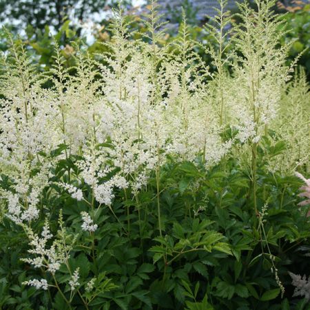 Astilbe 'Snowdrift'