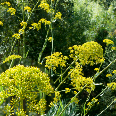 Shrubby hare's ear