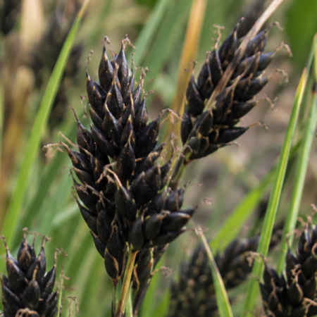Black sedge