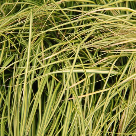 Japanese sedge 'Everoro'