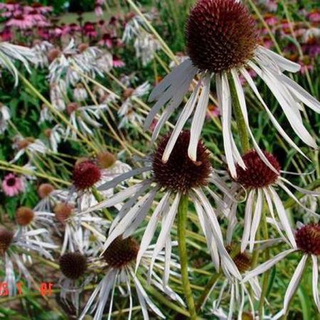 Pale coneflower 'Hula Dancer'