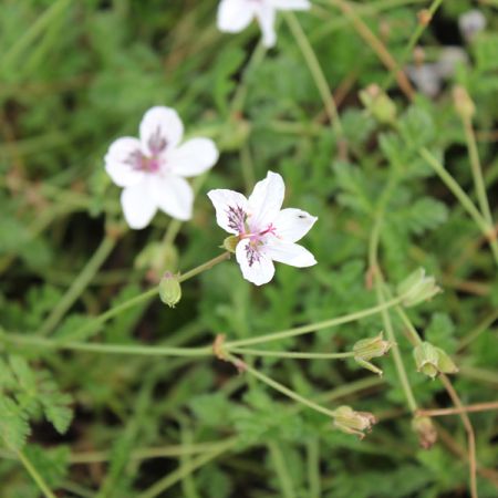 Storksbill 'Guttatum'