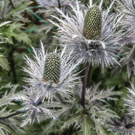 Sea holly