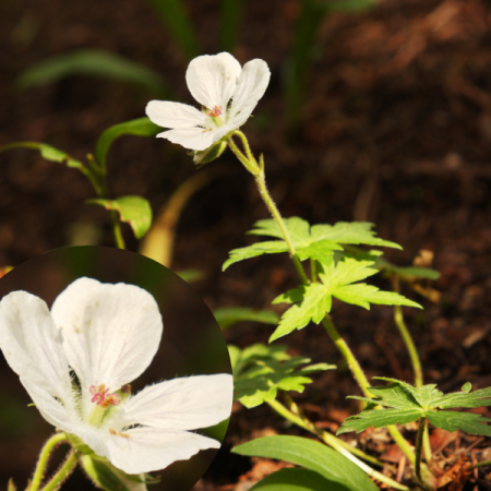 Cranesbill richardsonii