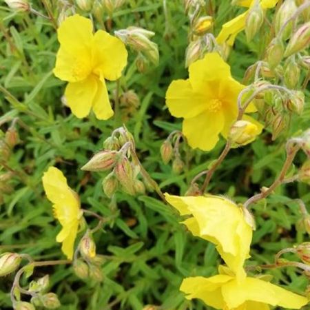 Rock rose 'Sterntaler'