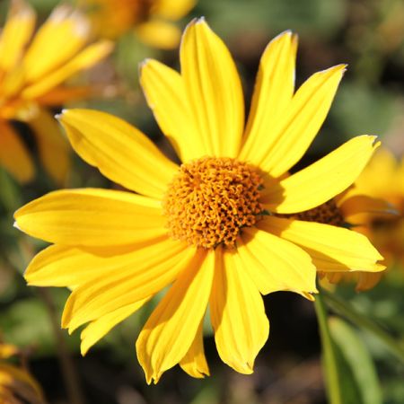 Oxeye 'Venus'