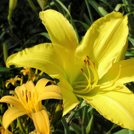Daylily 'Hyperion'