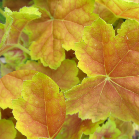 Coral bells 'Miracle'