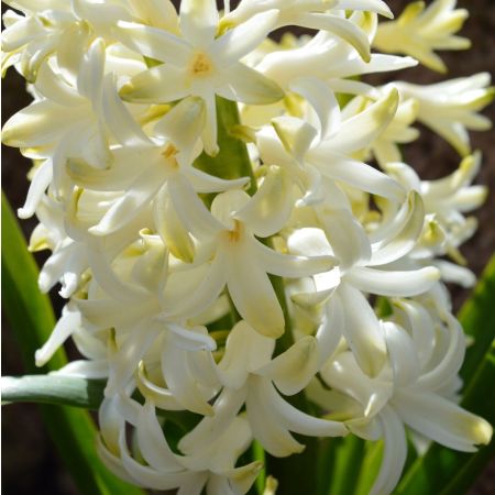 15 × Hyacinths, white