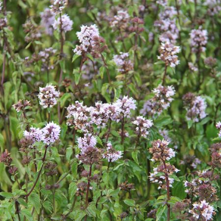 Peppermint 'Citrata'