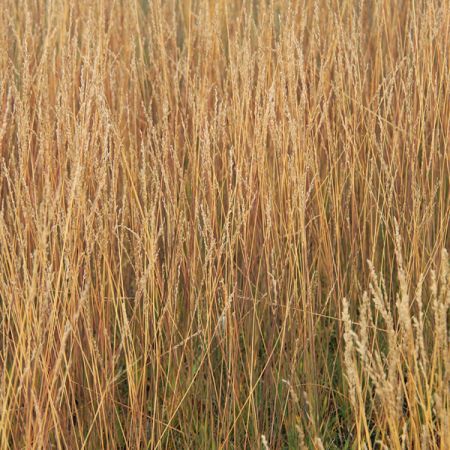 Purple moor grass 'Moorflamme'