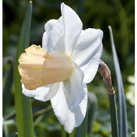 100 × Daffodils 'Salome'