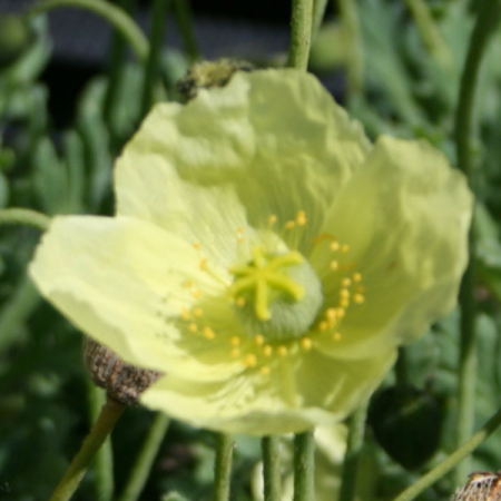Japanese poppy