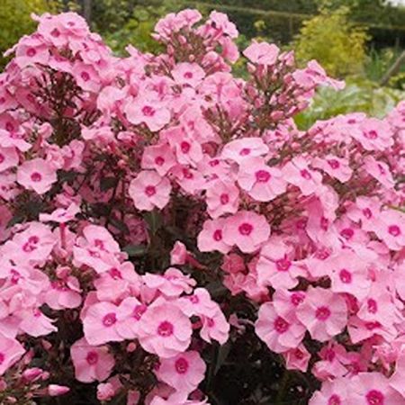Garden phlox 'Herbstwalzer'