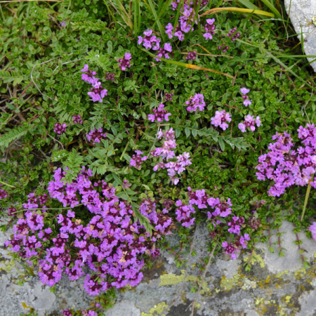 Wild thyme