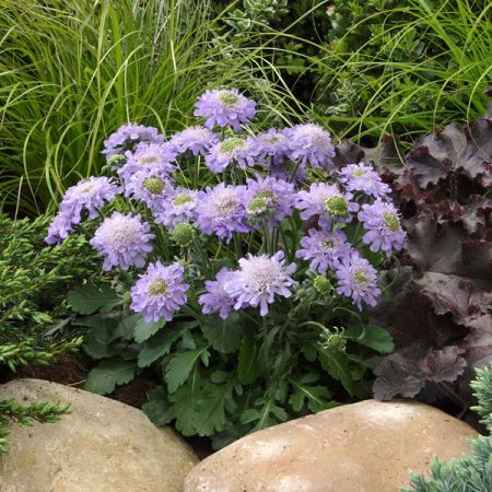 Japanese scabious 'Ritz Blue'