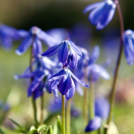 100 × Siberian squills
