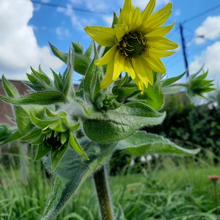 Silphium