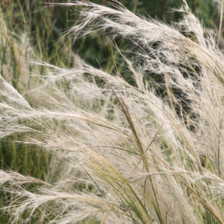 Feather grass 'Ichu'