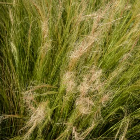 Feather grass 'Elegantissima'