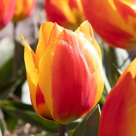 100 × Tulips 'Flair'