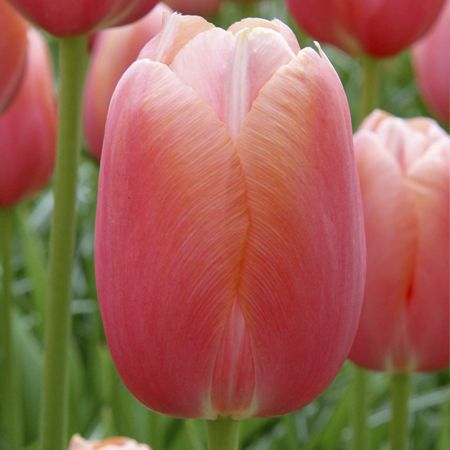 35 × Tulips 'Menton'