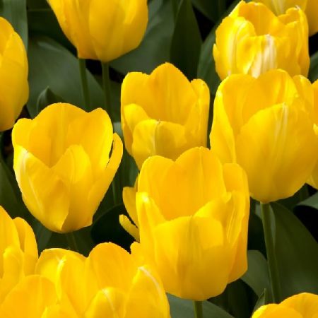 35 × Tulips 'Candela'