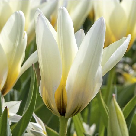 Tulp 'Concerto'