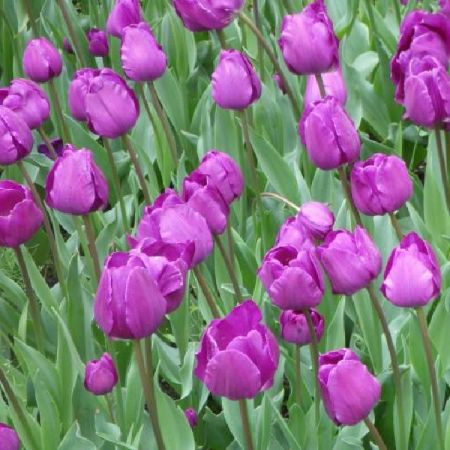 35 x Tulp 'Negrita'