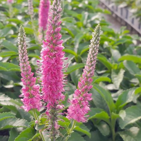 Spike speedwell 'Anniversary Rose'