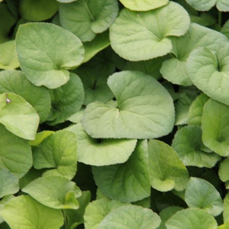 Sweet violet 'Royal Wedding'